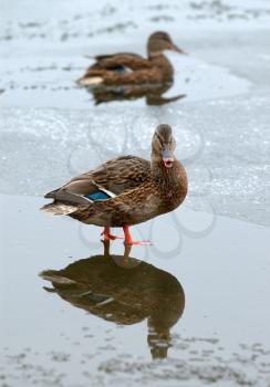 Royalty Free Photo of Ducks on a Lake With Ice