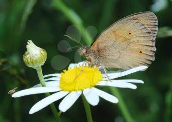 Royalty Free Photo of a Brown Butterfly on a Flower
