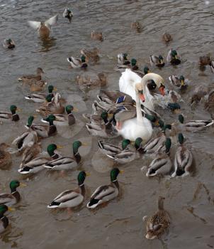 Royalty Free Photo of a Swans and Ducks in a River