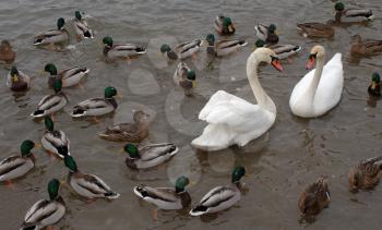 Royalty Free Photo of Swans and Ducks in Water