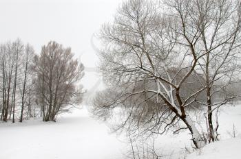 Royalty Free Photo of Barren Trees on a Winter Landscape