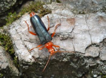 Royalty Free Photo of a Bug With a Black Body and Red Head and Legs