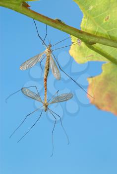 Royalty Free Photo of Mosquitoes(Tipulidae)on a Tree Branch