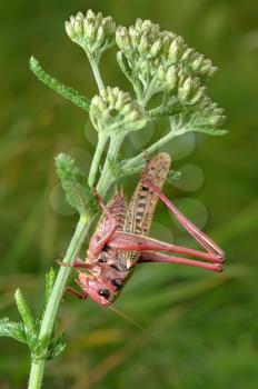 Royalty Free Photo of a Pink Grasshopper on a Leaf
