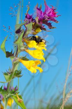 Royalty Free Photo of a Flower With a Bumblebee