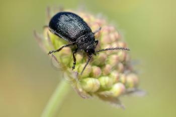 Royalty Free Photo of a Black Beetle on a Flower