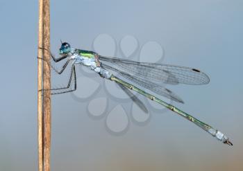 Royalty Free Photo of a Dragonfly on a Stem