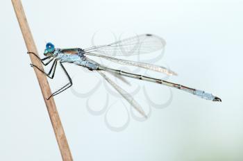 Royalty Free Photo of a Dragonfly on a Stem