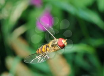 Royalty Free Photo of a Fly Syrphidae in Flight