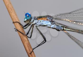 Royalty Free Photo of a Closeup of a Lestes Dragonfly on a Straw