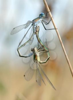 Royalty Free Photo of Two Dragonflies (Lestes) Mating