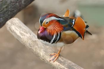 Royalty Free Photo of a Mandarin Duck in a Zoo