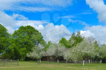 Royalty Free Photo of a Flowering Apple Trees in Spring