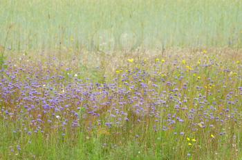 Royalty Free Photo of Wildflower in Grass