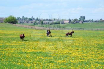 Royalty Free Photo of Horses in a Field and Buildings Behind