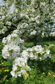 Royalty Free Photo of a Blossoming Apple Tree