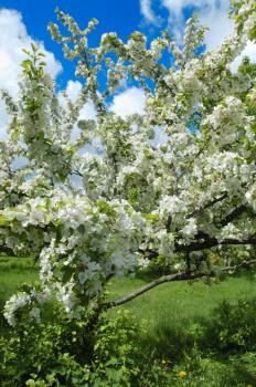 Royalty Free Photo of a Blossoming Apple Tree
