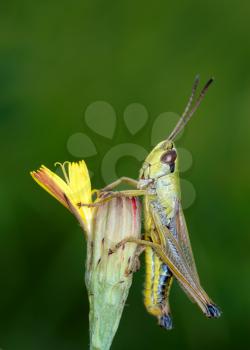 Royalty Free Photo of a Grasshopper on a Flower