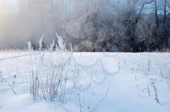 Royalty Free Photo of a Frosty Winter Day With Fog