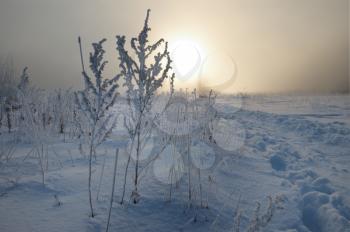 Royalty Free Photo of a Frosty Landscape at Sunrise