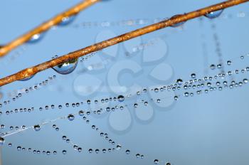 Royalty Free Photo of a Dewdrops on a Blade and Web