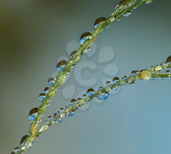 Royalty Free Photo of Dewdrops on a Plant