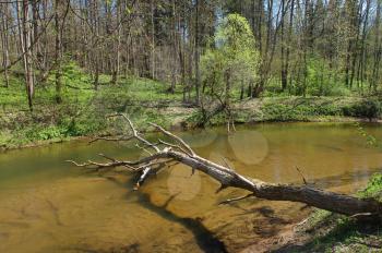 Royalty Free Photo of a River in a Forest in Belarus