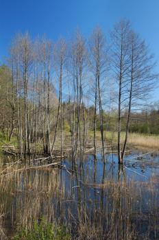 Royalty Free Photo of the Isloch River in a Belarus Forest
