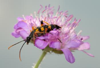 Royalty Free Photo of a Beetle on a Purple Flower