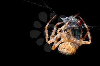 Royalty Free Photo of a Spider Wrapping Its Prey