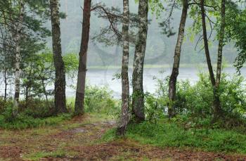 Royalty Free Photo of a River and Trees in the Rain