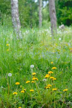 Royalty Free Photo of a Grassy Forest With Flowers