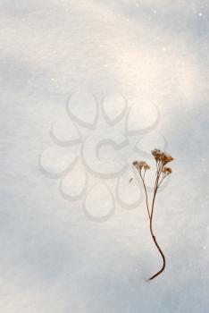 Royalty Free Photo of a Plant in the Snow