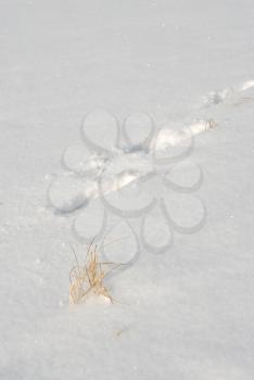 Royalty Free Photo of Plants and Footprints in the Snow