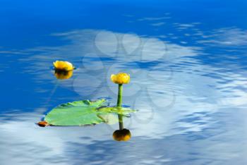 Royalty Free Photo of Flowers in Water and the Clouds Reflected