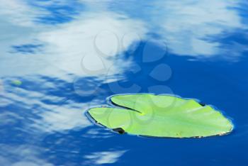 Royalty Free Photo of a Leaf Floating on Water With the Clouds Reflected