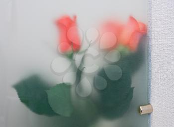 Royalty Free Photo of Roses Through a Frosted Glass Door