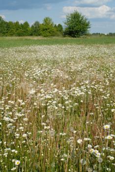 Royalty Free Photo of a Field of Daisies and Dandelions