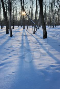 Royalty Free Photo of a Setting Sun Casting Shadows on the Snow Between the Trees