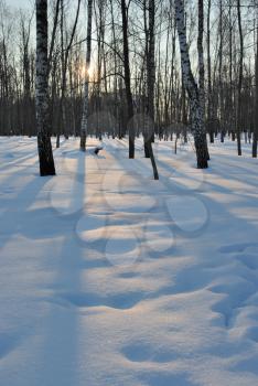 Royalty Free Photo of Shadows Through Trees in Winter