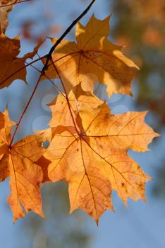 Royalty Free Photo of Autumn Leaves