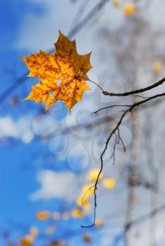 Royalty Free Photo of an Autumn Maple Leaf 