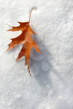 Royalty Free Photo of a Leaf on Snow