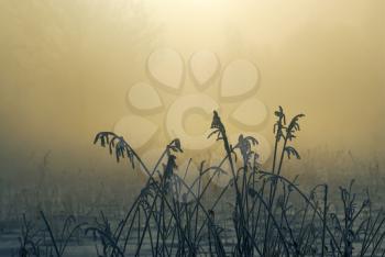 Royalty Free Photo of a Plants in Winter and the Sunrise Behind