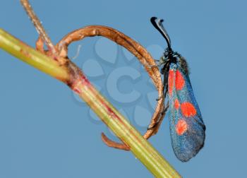Royalty Free Photo of a Bright Spotted Butterfly Zygaena Filipendulae on a Leaf