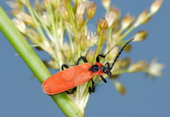 Royalty Free Photo of a Bright Bug on a Plant
