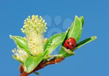 Royalty Free Photo of a Ladybug on a Plant