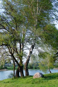 Royalty Free Photo of a Birch Tree at a River in Spring