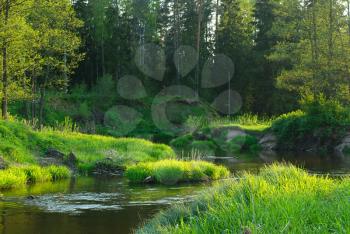 Royalty Free Photo of a River in a Forest in Belarus