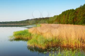Royalty Free Photo of Reeds by the Water